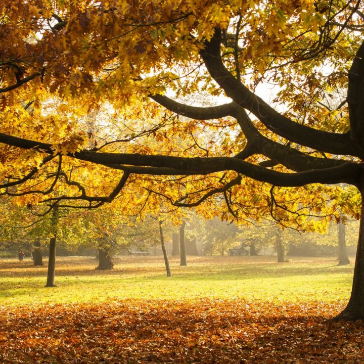 Autumn Offer