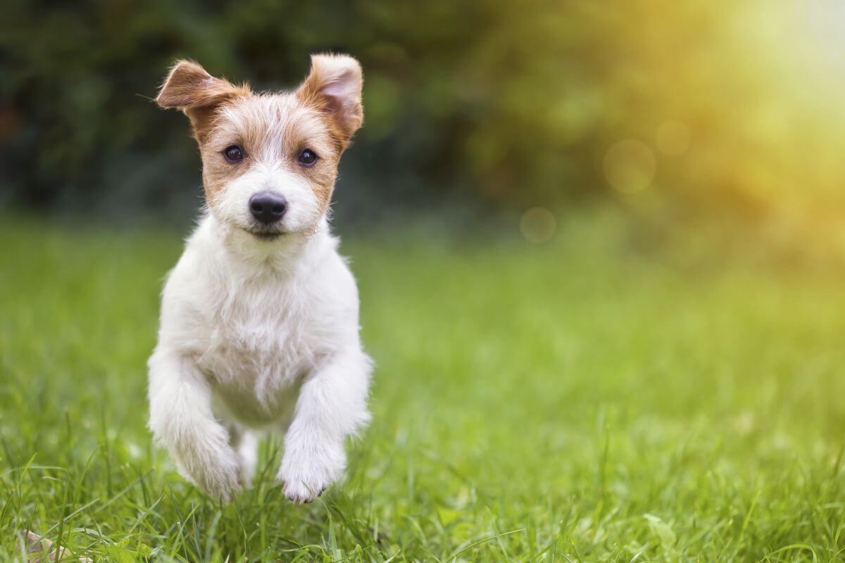 Dog Friendly B&B Wales